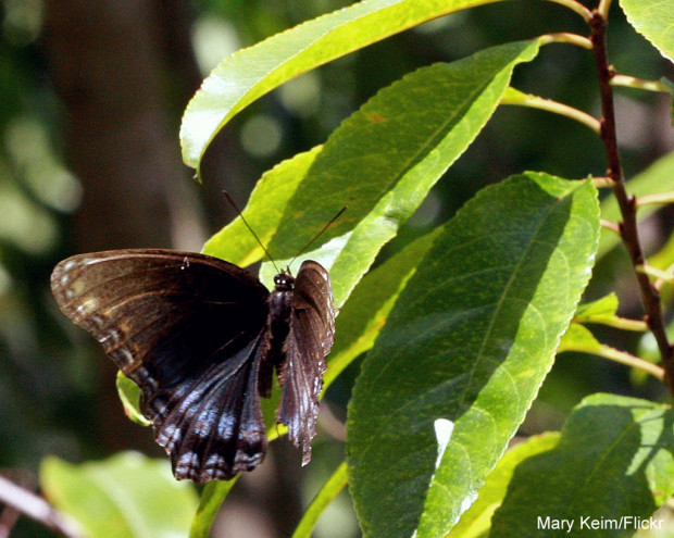 Red-spotted Purple butterfly on a black cherry tree