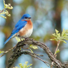 bluebird on oak