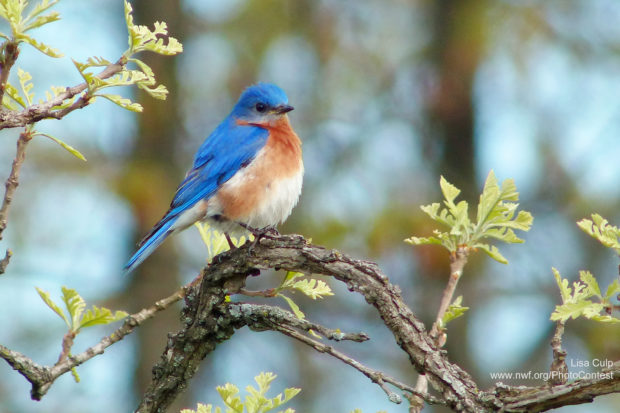 bluebird on oak