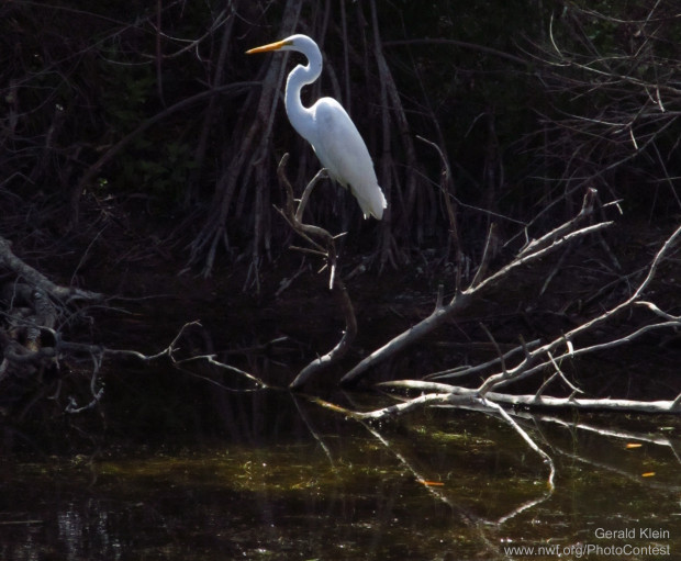 An egret resting on a mangrove branch in the afternoon sun.  Photo by National Wildlife Photo contest entrant Gerald Klein.