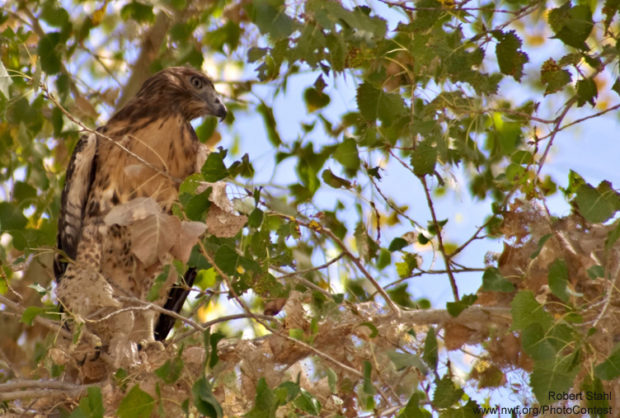 hawk in cottonwood