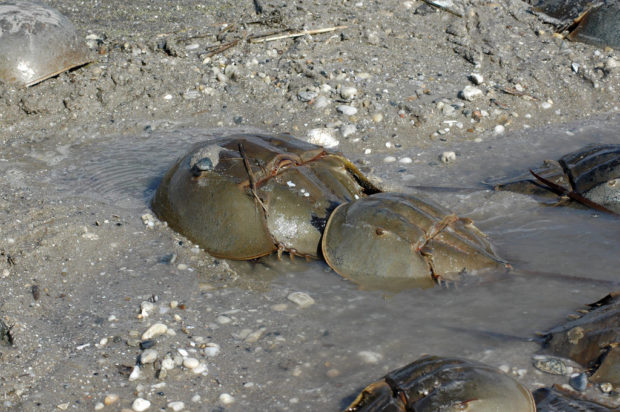 Horseshoe crabs mating