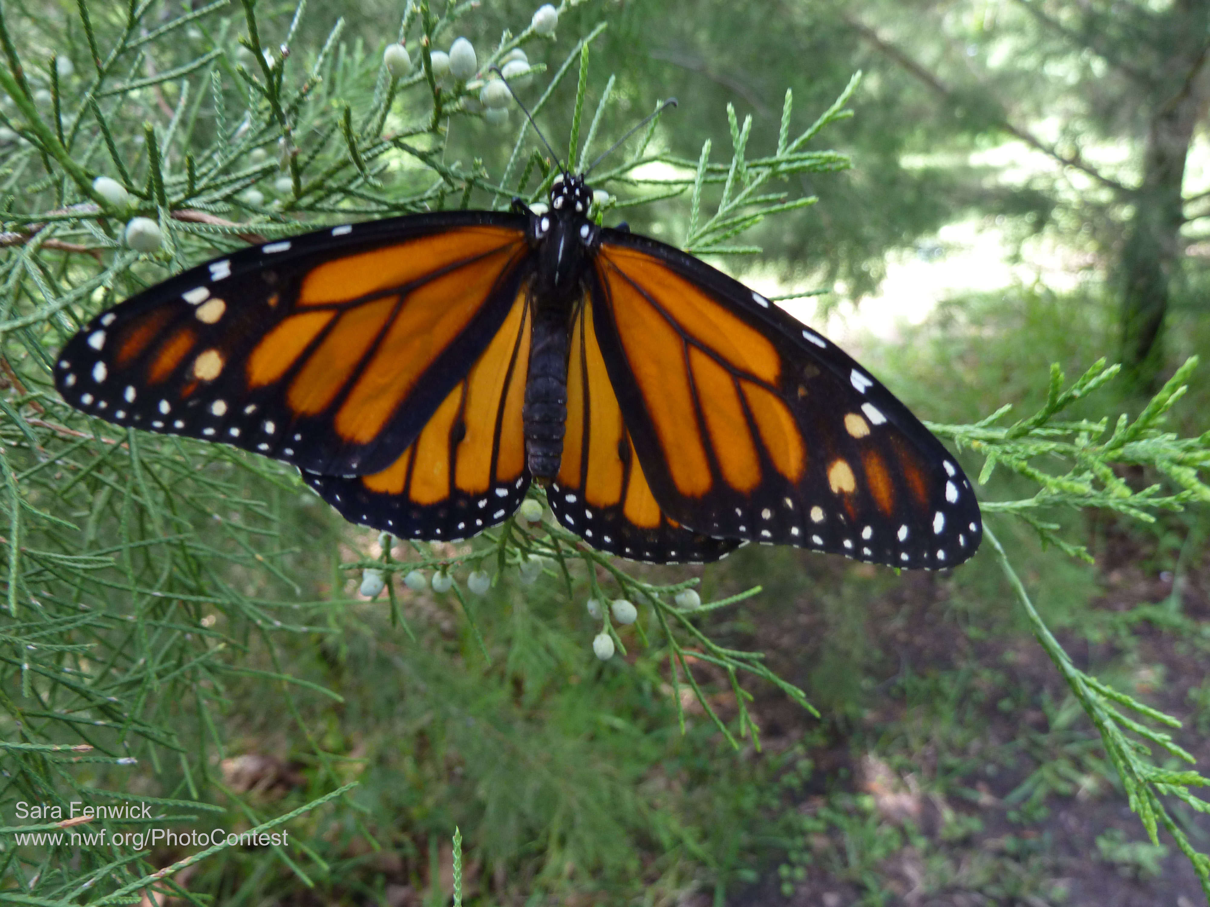 monarch on southern red cedar