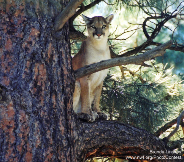 Mountain lion in a ponderosa pine.  Photo by National Wildlife contest entrant Brenda Linskey.