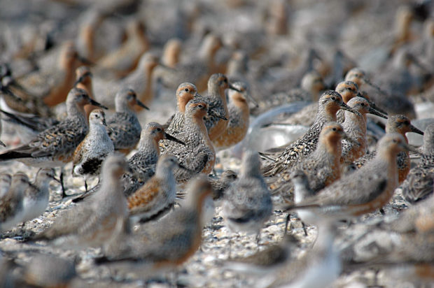 Red knots