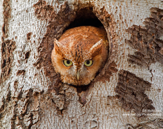 screech owl in beech