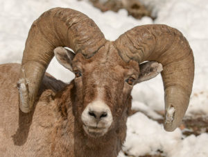 Bighorn sheep. Photo by Steve Woodruff