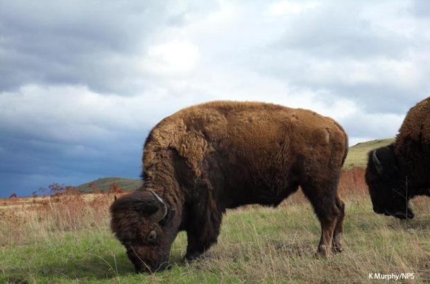 Bison Grazing, photo credit K Murphy/NPS