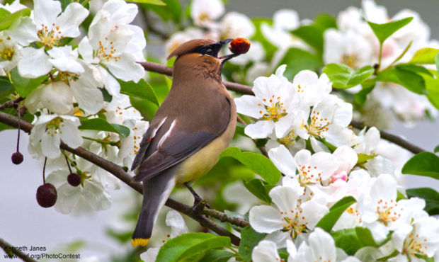 Cedar Waxwing in Crabapple Tree