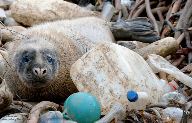 Grey Seal and Plastic