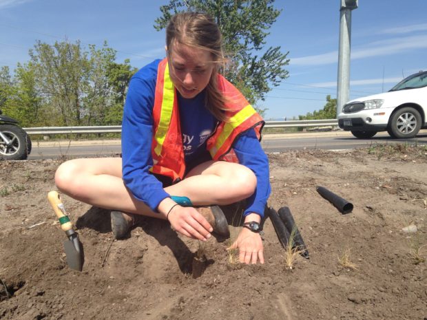 An NWF volunteer works to replant a City of Missoula with native grasses, which will require less intensive watering and provide habitat for native wildlife.