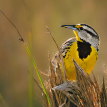 Meadowlark