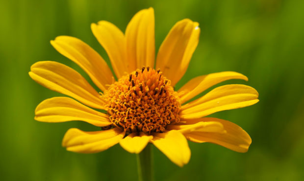 Native Sunflower