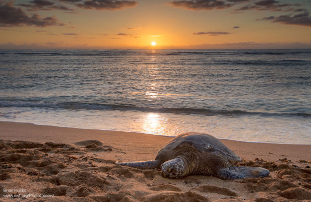 Sea Turtle on the Beach