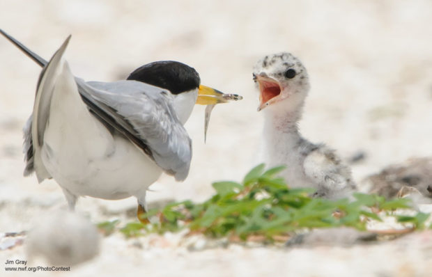 Tern Feeding Chick