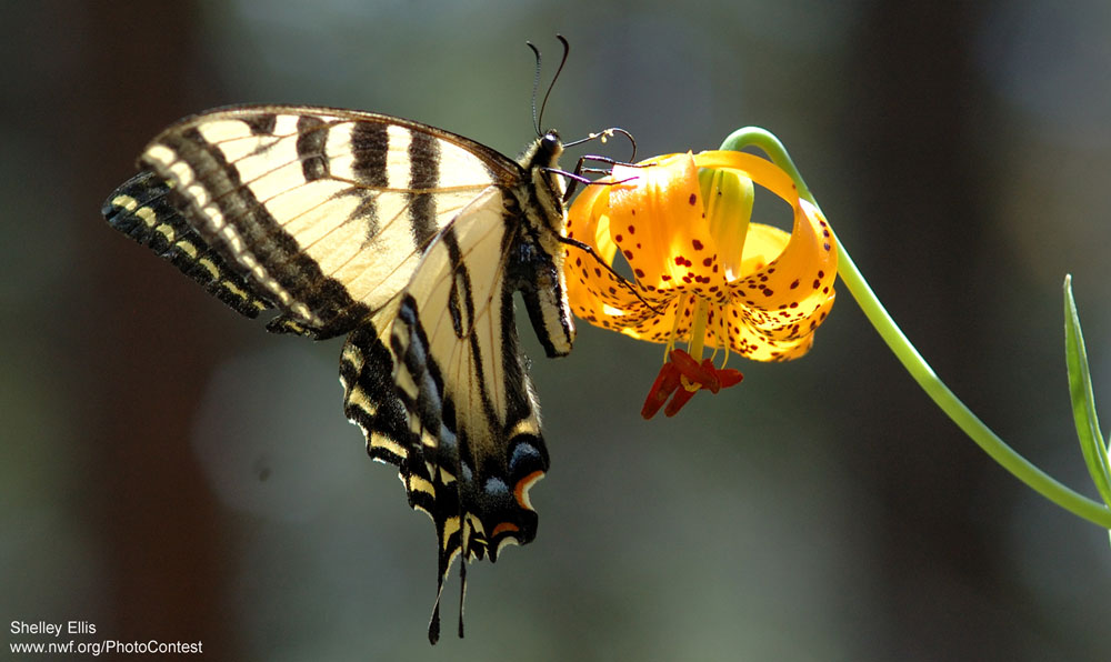 Tiger lily and tiger swallowtail in California