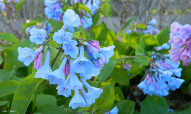 Virginia Bluebells