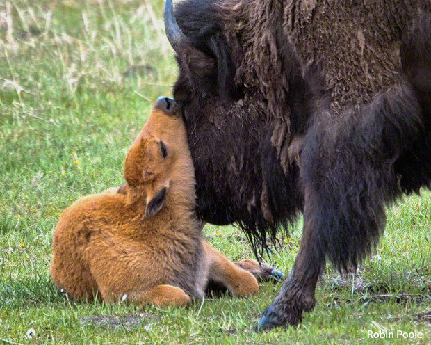Mother and baby bison, shot by Robin Poole