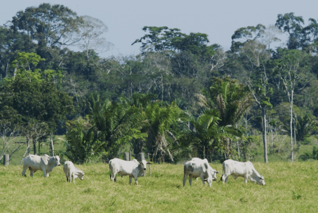 Cattle grazing in pasture in the Brazilian Amazon