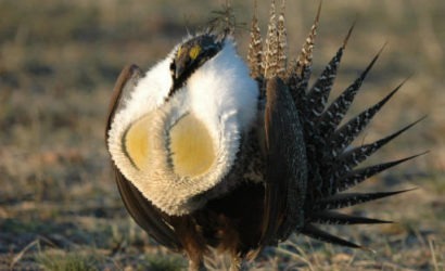 Energy development impacts the mating rituals of sage-grouse (photo: USFWS)
