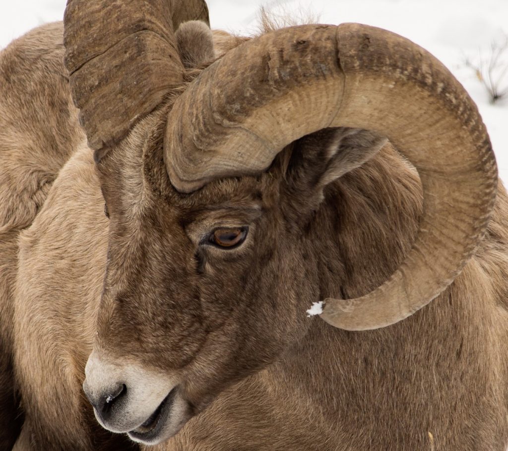 U.S. Sheep Station in Conflict with Wildlife - The National Wildlife ...