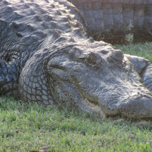 Female alligator in Louisiana
