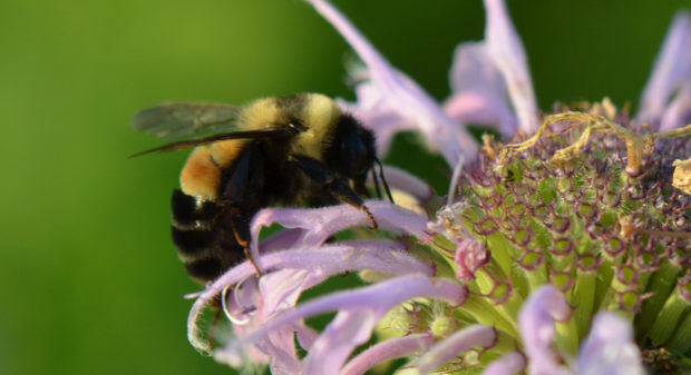 10 Ways To Save Pollinators - The National Wildlife Federation Blog