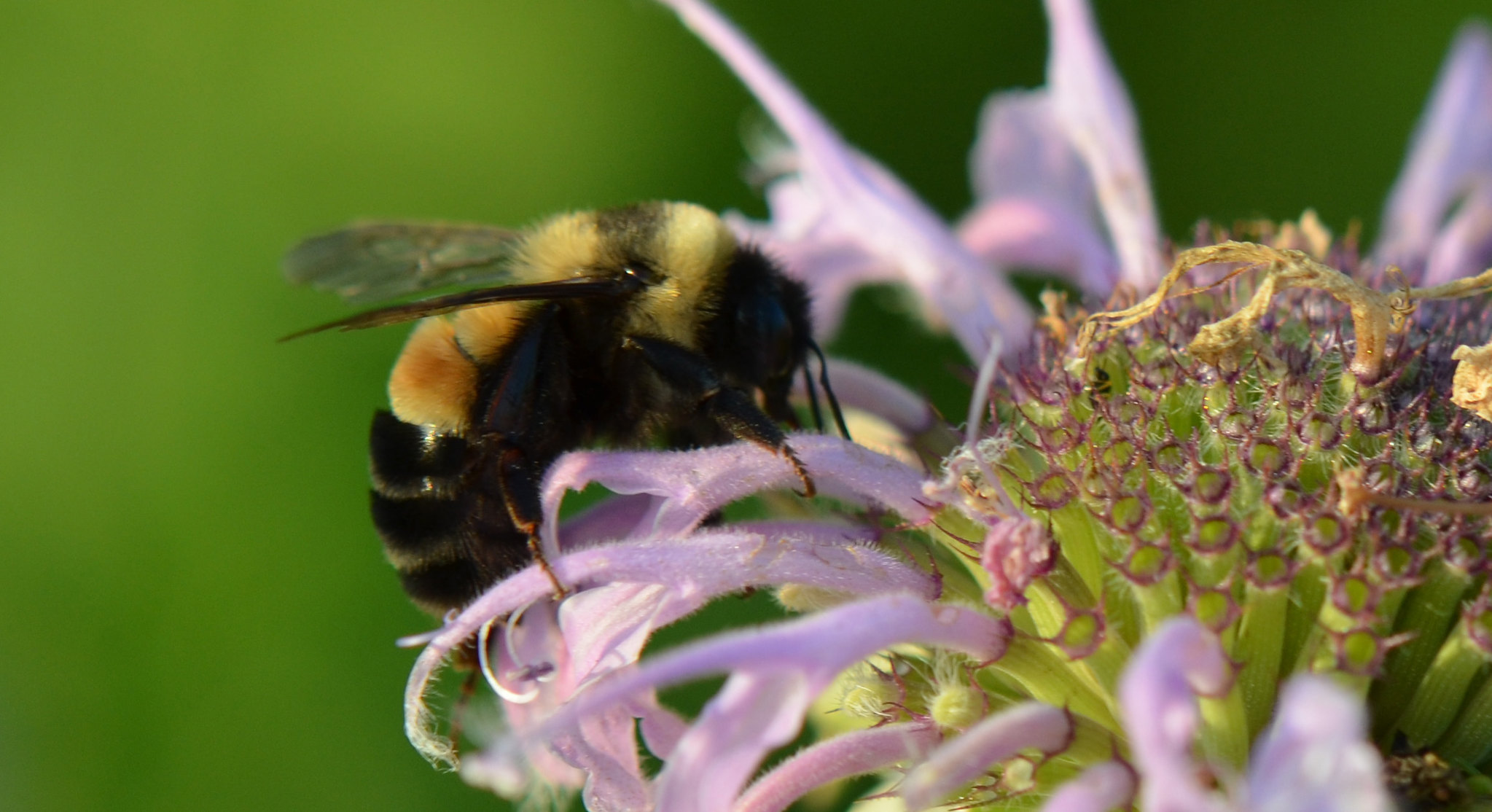Bumble bee pollinating bee balm. Pollinators like these are in decline.
