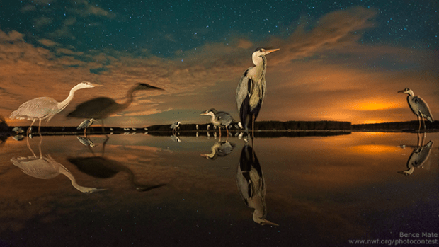 2014 National Wildlife Photo Contest grand prize winner. Photo by Benece Mate 