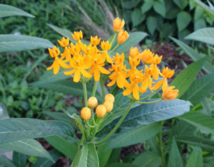 orange milkweed