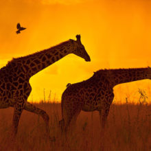 Giraffes at Sunset