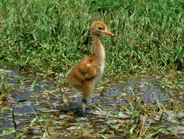 whooping crane chick