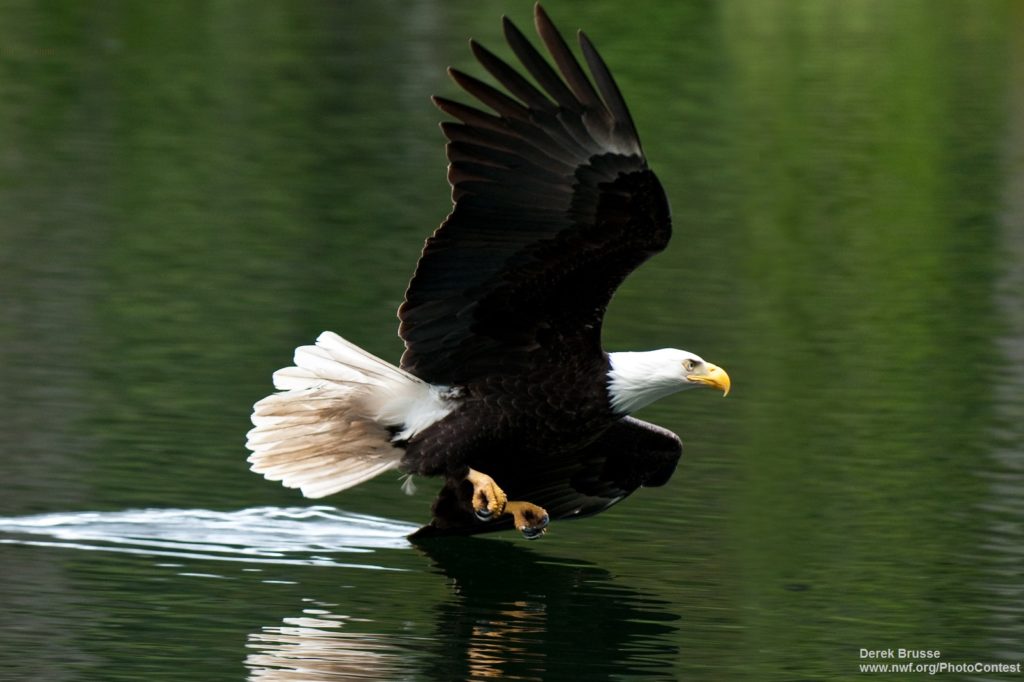 Thousands March in St. Paul to Protect Wildlife from Tar Sands - The ...