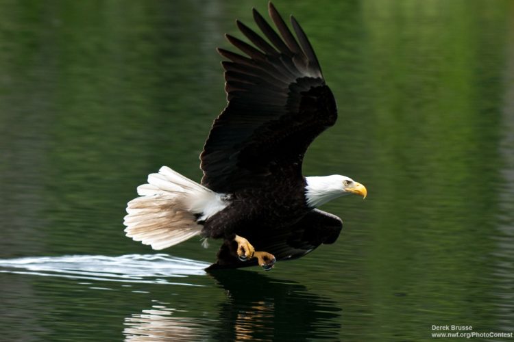 Thousands March in St. Paul to Protect Wildlife from Tar Sands - The ...