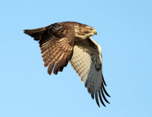 Red tailed hawk. Photo by National Wildlife Photo Contest entrant Janice Sommerville 