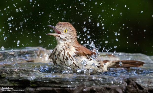 Brown Thrasher in Bird Bath