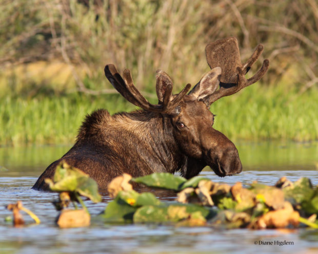 Moose at Upper Twin Lake, Idaho. Photo by National Wildlife Photo Contest entrant Diane Higdem.