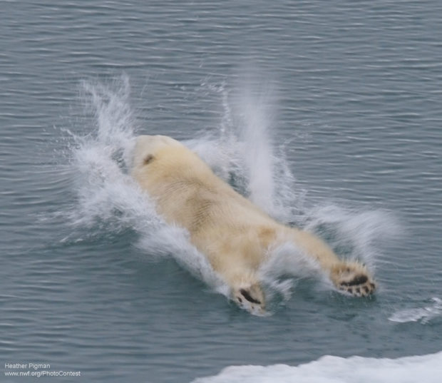 Polar Bear Belly Flop