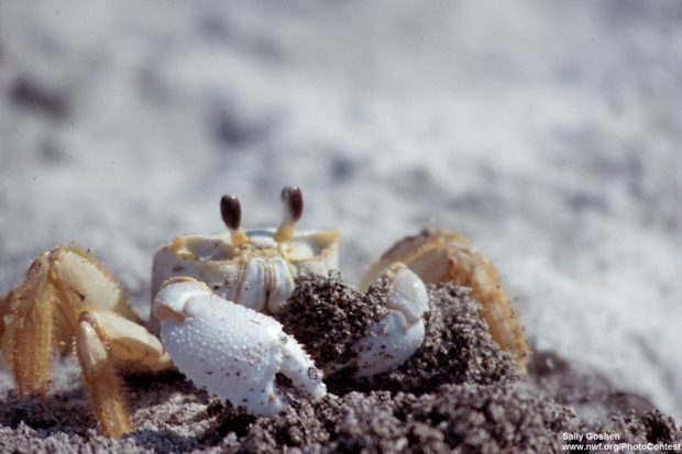 Ghost crab 