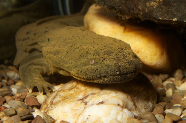 Hellbender at the National Zoo