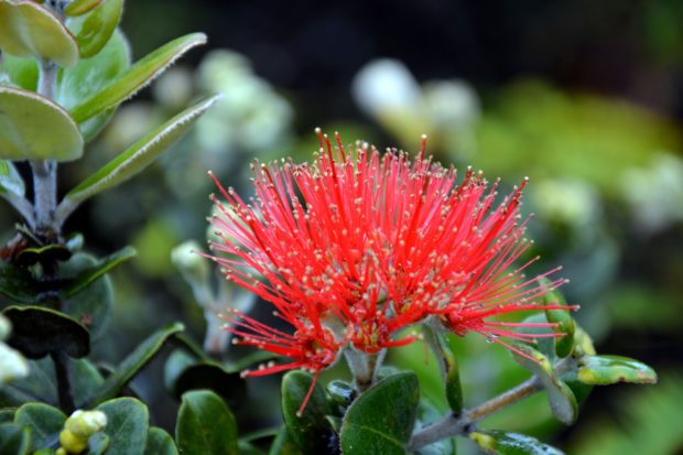 Ohia lehua flower (Metrosideros polymorpha) in Hawaii. Photo Credit: ©IUCN Photo Library, Sebastia Semene Guitart