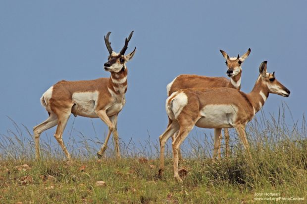 Pronghorn will benefit from EPA's newly proposed methane rule! (photo: NWF Photo Contest - John Hoffman)
