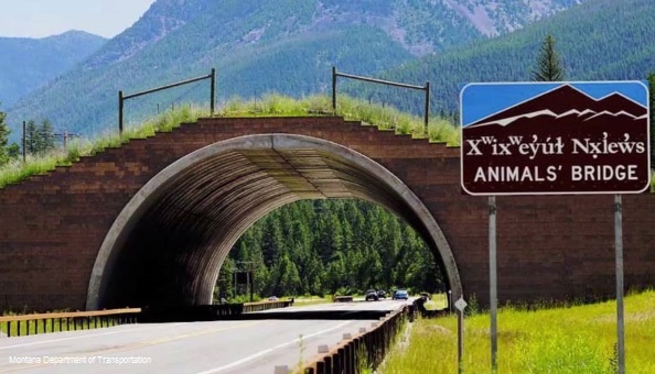 Animals' Bridge