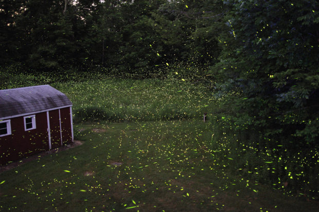 Fireflies lighting up a backyard in New York. Photo by s58y via Flickr Creative Commons