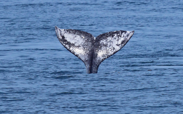 Gray whale. Photo by Dave McKenna via Flickr Creative Commons
