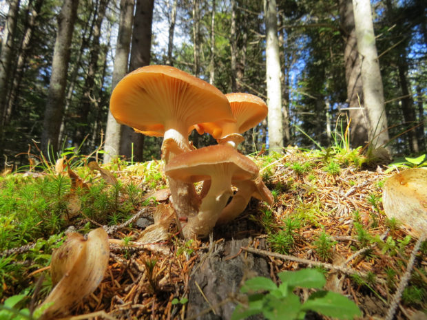 Honey mushroom in the daylight. Photo by Armand Robichaud via Flickr Creative Commons