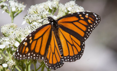 Monarch Butterfly. Photo by NWF Austin Habitat Stewards Jim and Lynne Weber