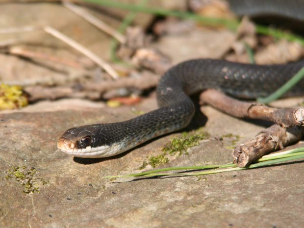 One of the snakes you could see along snake road! Photo by Douglas Mills via Flickr Creative Commons