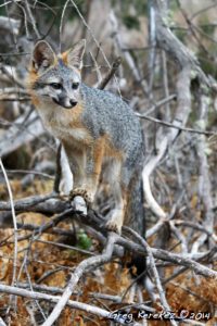 Gray fox 