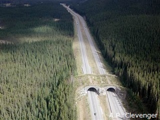Wildlife Crossing in Banff National Park by Anthony P. Clevenger of Western Transportation Institute